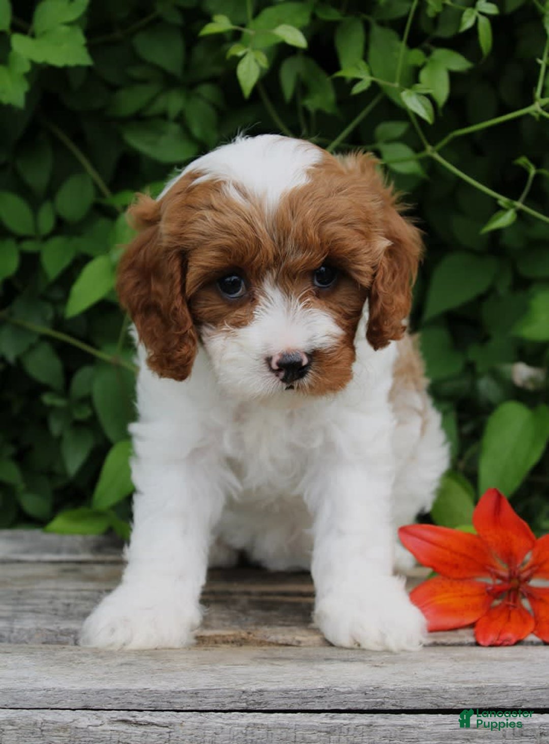 Cavapoo dogs for sale: Cavapoo 5 puppies - Image 17