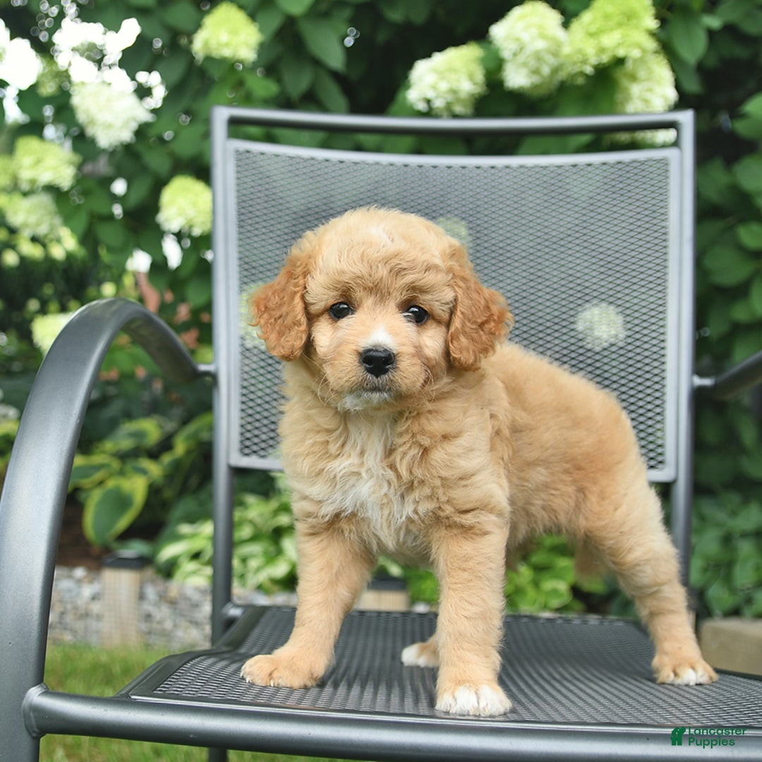 Mini Goldendoodle dogs for sale: Lily - Image 5