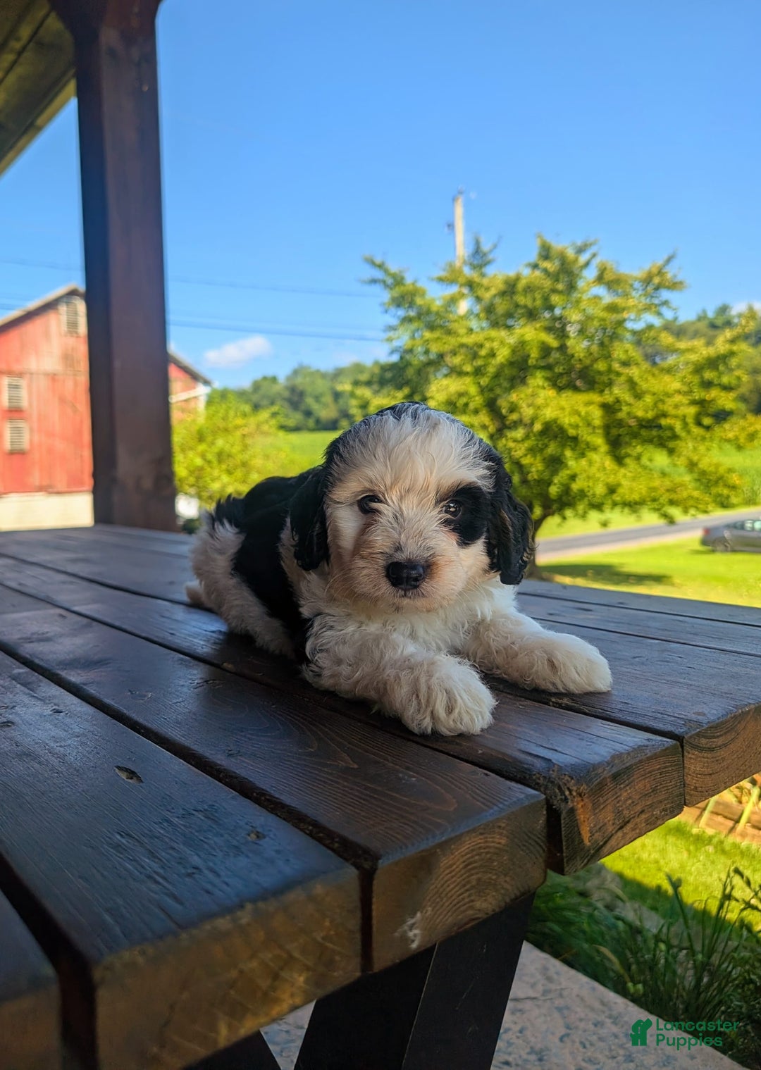 Mini Bernedoodle dogs for sale: Maverick - Image 4
