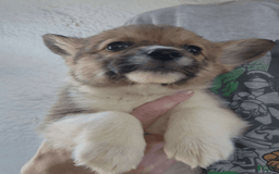 Welsh Corgi Pembroke dogs for sale: Novas Girl 3 - Image 4