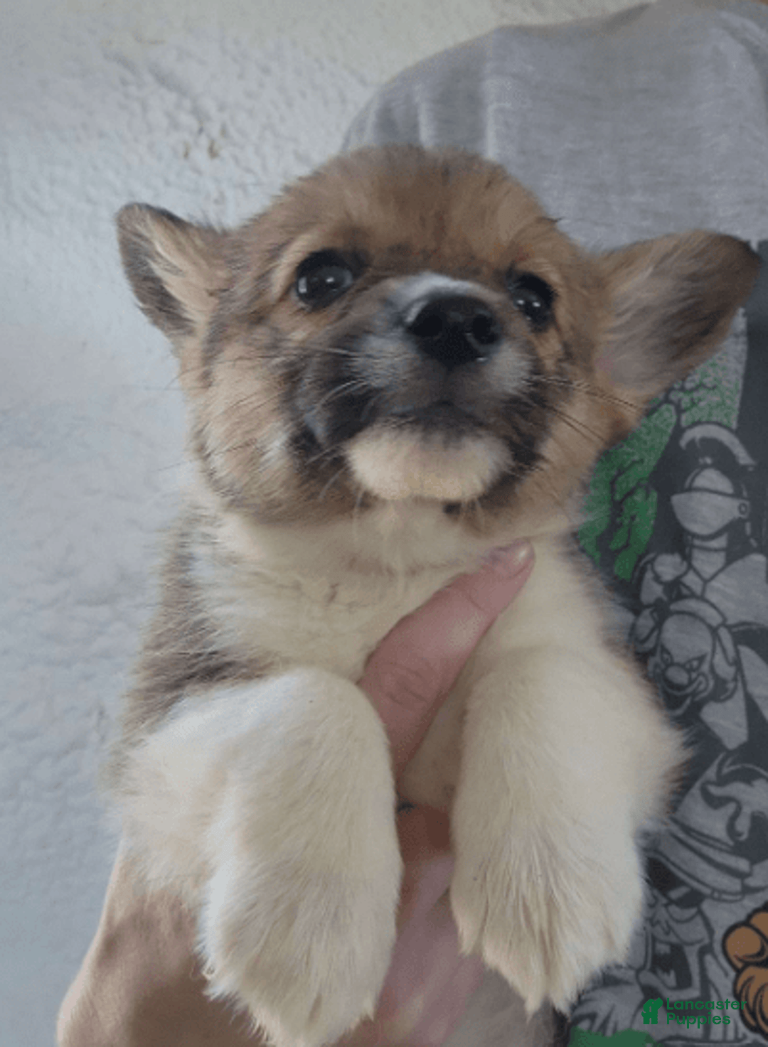 Welsh Corgi Pembroke dogs for sale: Novas Girl 3 - Image 4