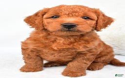 Mini Goldendoodle dogs for sale: Ollie - Image 6