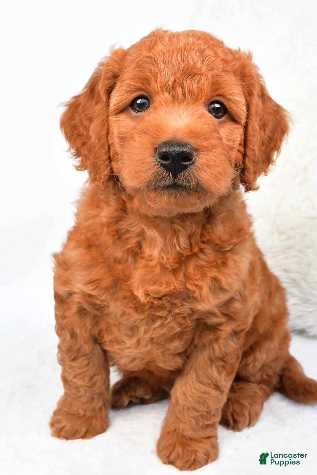 Mini Goldendoodle dogs for sale: Ollie - Image 6
