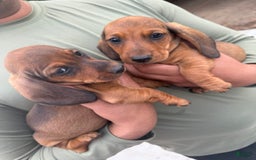 Miniature Dachshund dogs for sale: Twins - Image 16