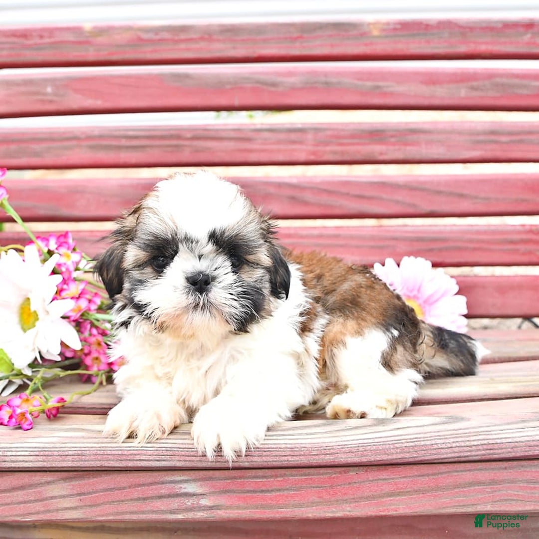 Shih Tzu dogs for sale: Queen - Image 11