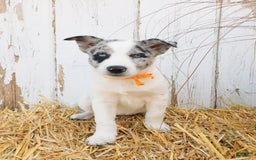 Australian Cattle Dog dogs for sale: Australian Cattle Dog 8 puppies - Image 1