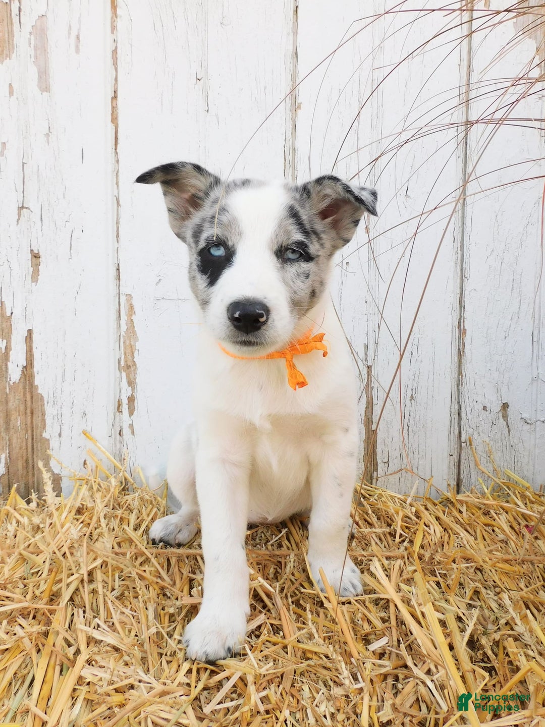 Australian Cattle Dog dogs for sale: Australian Cattle Dog 8 puppies - Image 1