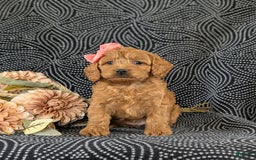 Cockapoo dogs for sale: Elisa - Image 3