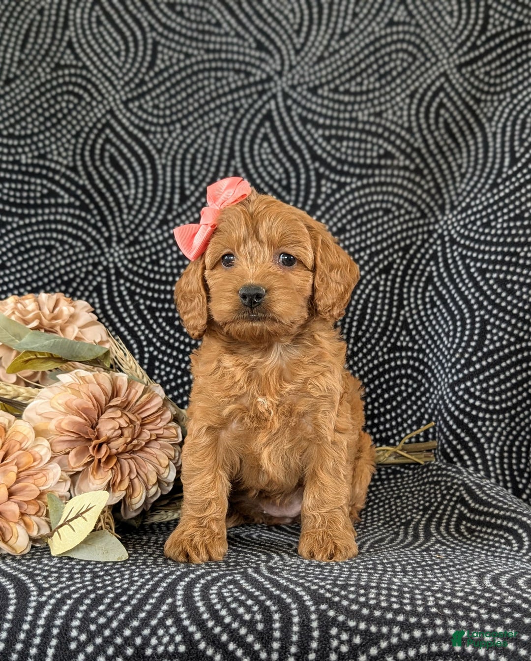 Cockapoo dogs for sale: Elisa - Image 3