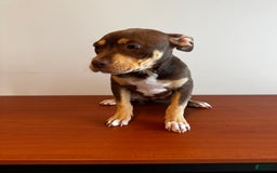 American Bully dogs for sale: Buttercup - Image 3