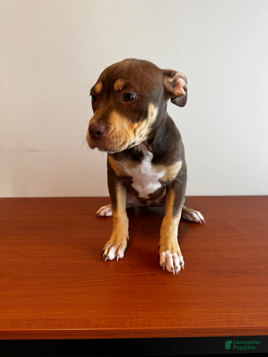 American Bully dogs for sale: Buttercup - Image 3