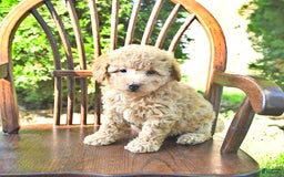 Mini Goldendoodle dogs for sale: Mia - Image 1