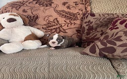 Boston Terrier dogs for sale: Toby - Image 2