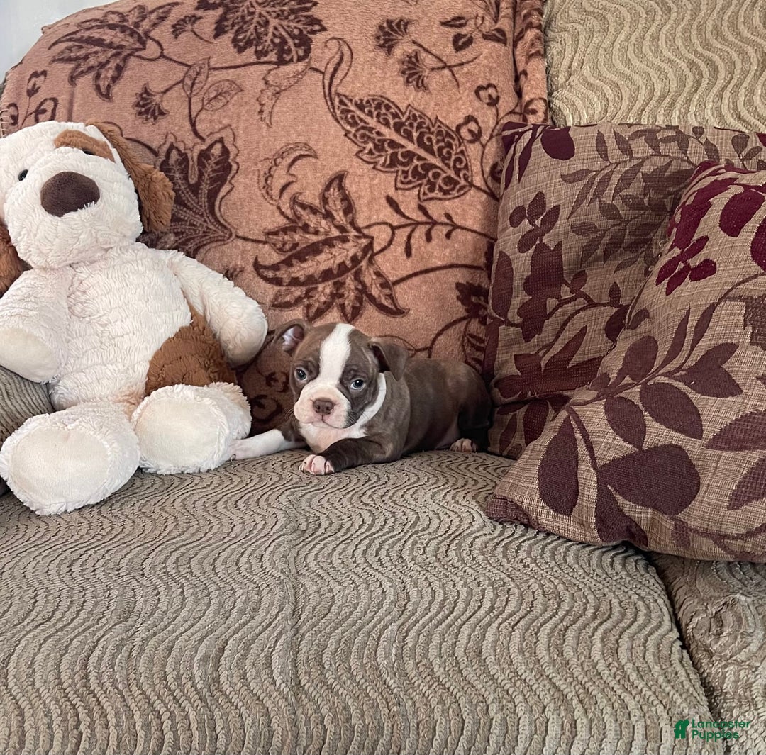 Boston Terrier dogs for sale: Toby - Image 2