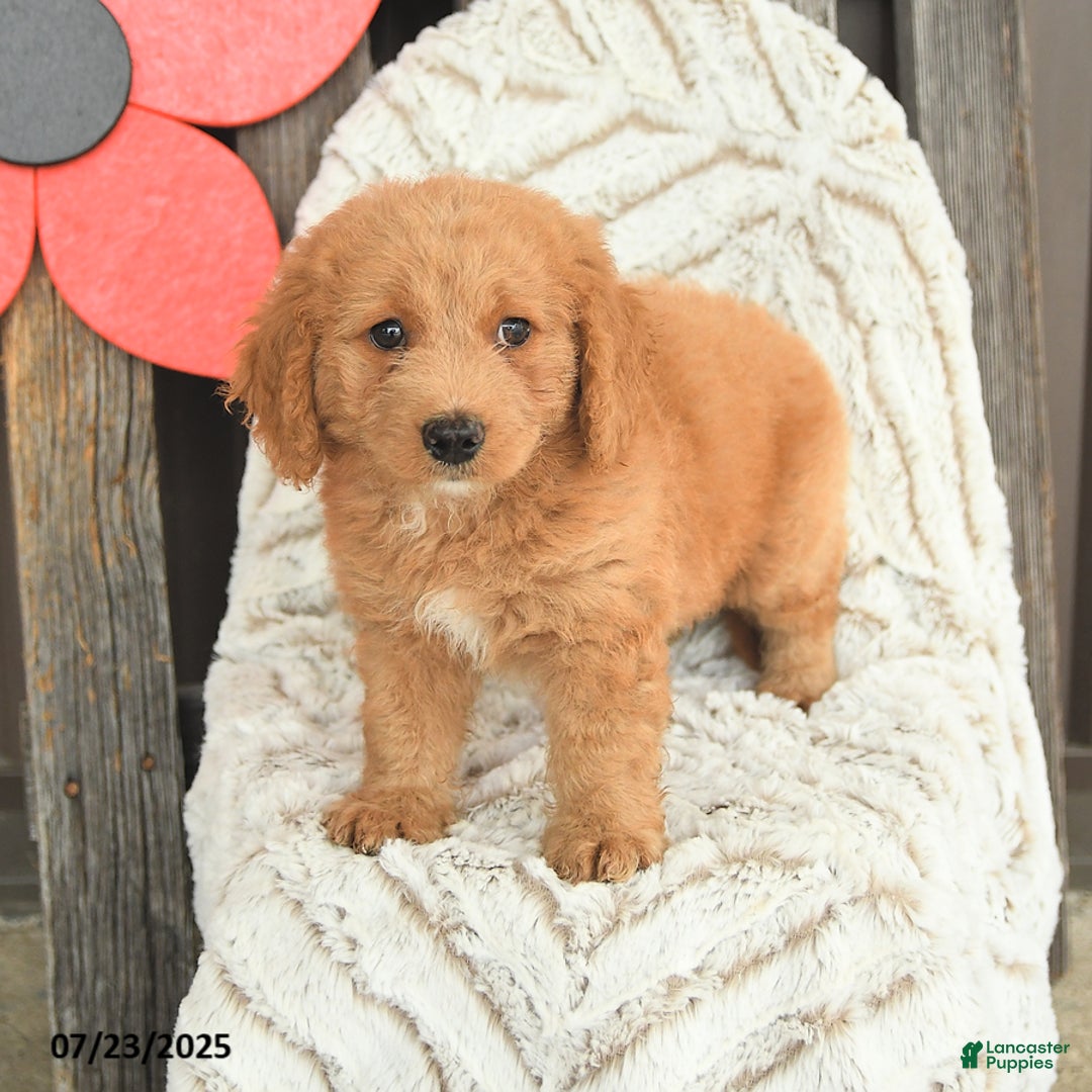 Mini Goldendoodle dogs for sale: Maxwell - Image 1