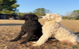 Goldendoodle dogs for sale: Tucker - Image 7