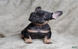 French Bulldog dogs for sale: Black Adam - Image 2