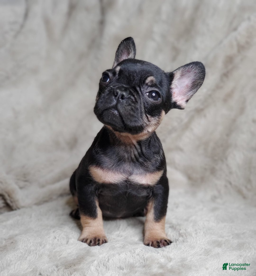 French Bulldog dogs for sale: Black Adam - Image 2