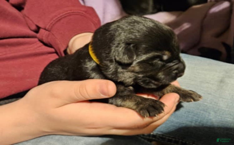 German Shepherd dogs for sale - Ad 4