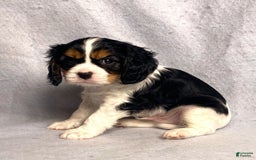 Cavalier King Charles Spaniel dogs for sale: Bear - Image 3