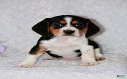 Beagle dogs for sale: Wiggles - Image 1
