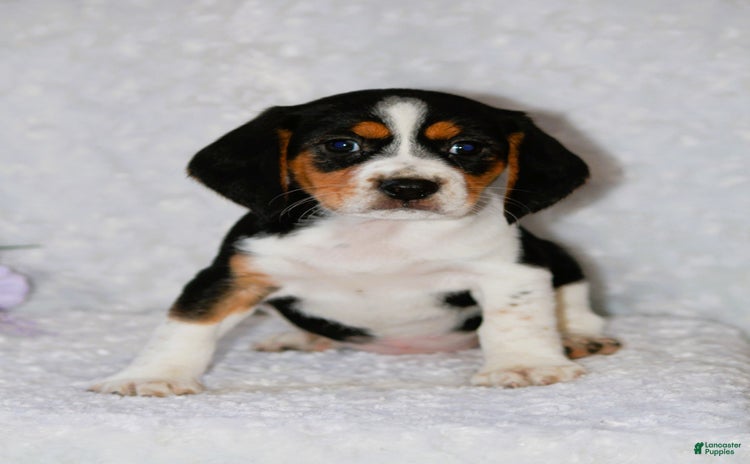 Beagle dogs for sale - Ad 3