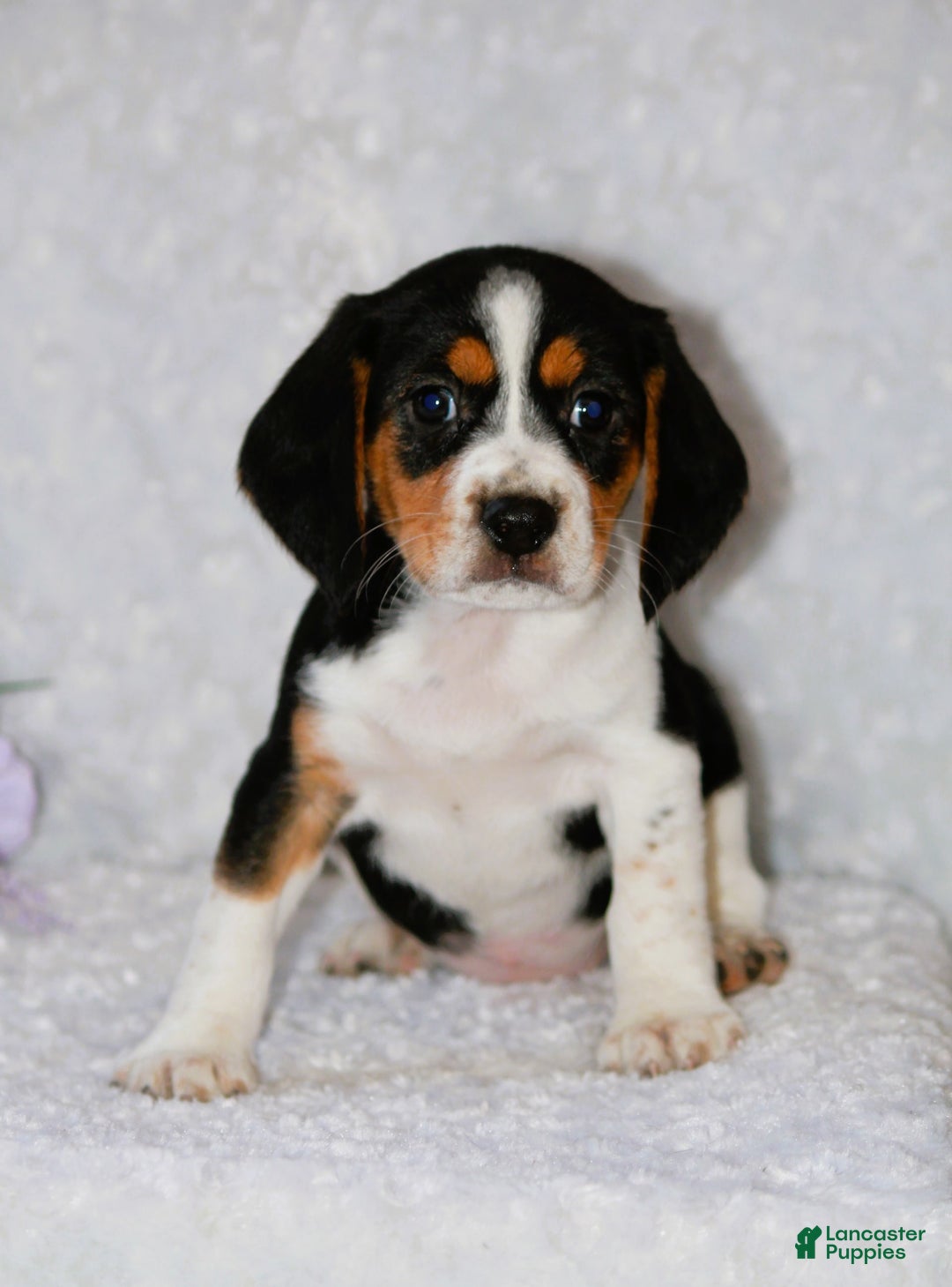 Beagle dogs for sale: Wiggles - Image 1