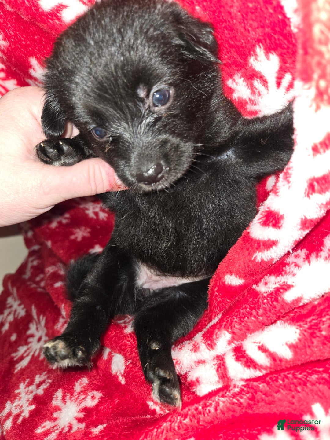 Chihuahua dogs for sale: Black Girl 1 - Image 1