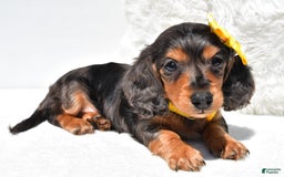 Dachshund dogs for sale: Kevin - Image 3