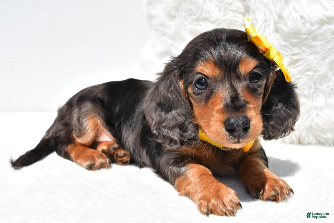 Dachshund dogs for sale: Kevin - Image 3