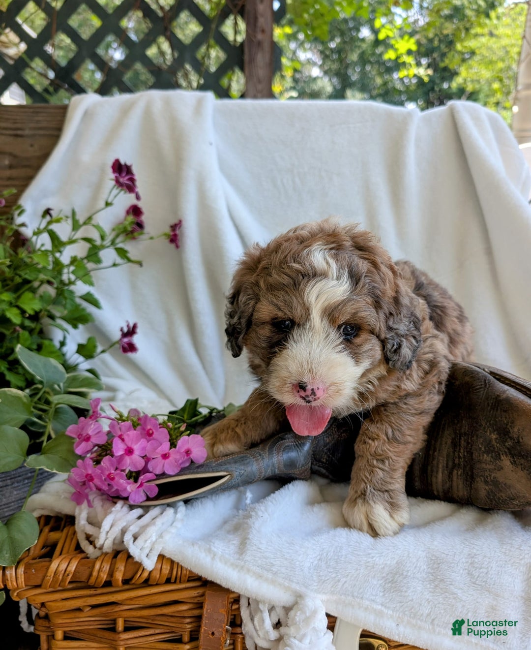 Bernedoodle dogs for sale: Dolly - Image 6
