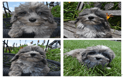 Havapoo dogs for sale: Zorro - Image 19