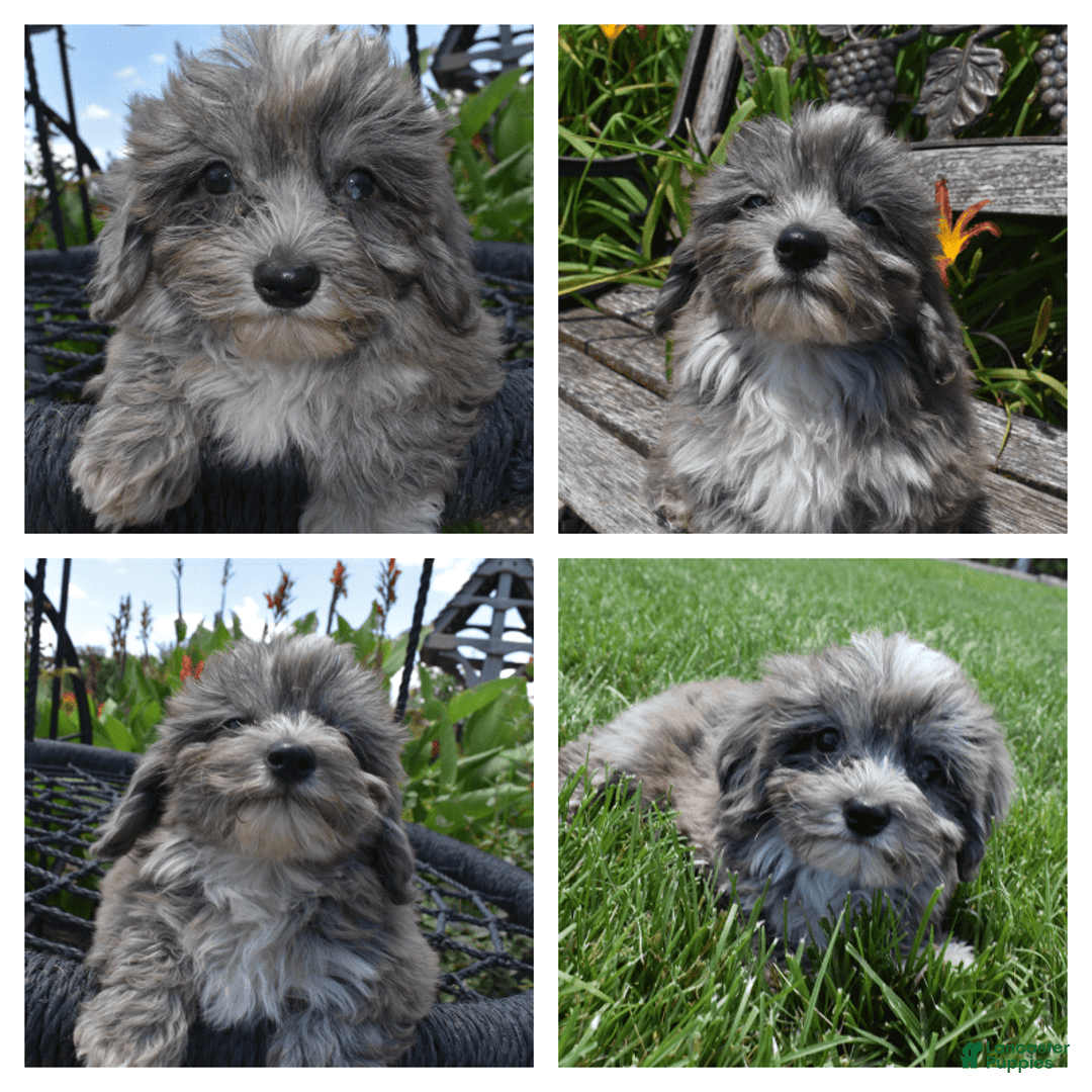 Havapoo dogs for sale: Zorro - Image 19