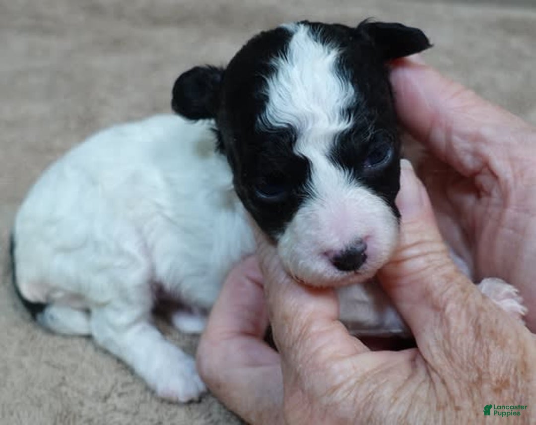 Toy Poodle dogs for sale: Zara Parti Girl - Image 14
