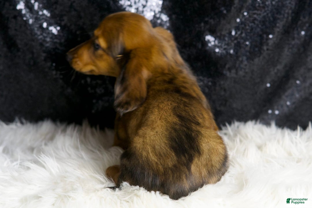 Miniature Dachshund dogs for sale: Roxie - Image 6