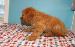 Mini Goldendoodle dogs for sale: Mack Mini - Image 12