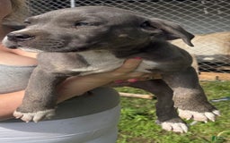 Cane Corso dogs for sale: Blue - Image 2