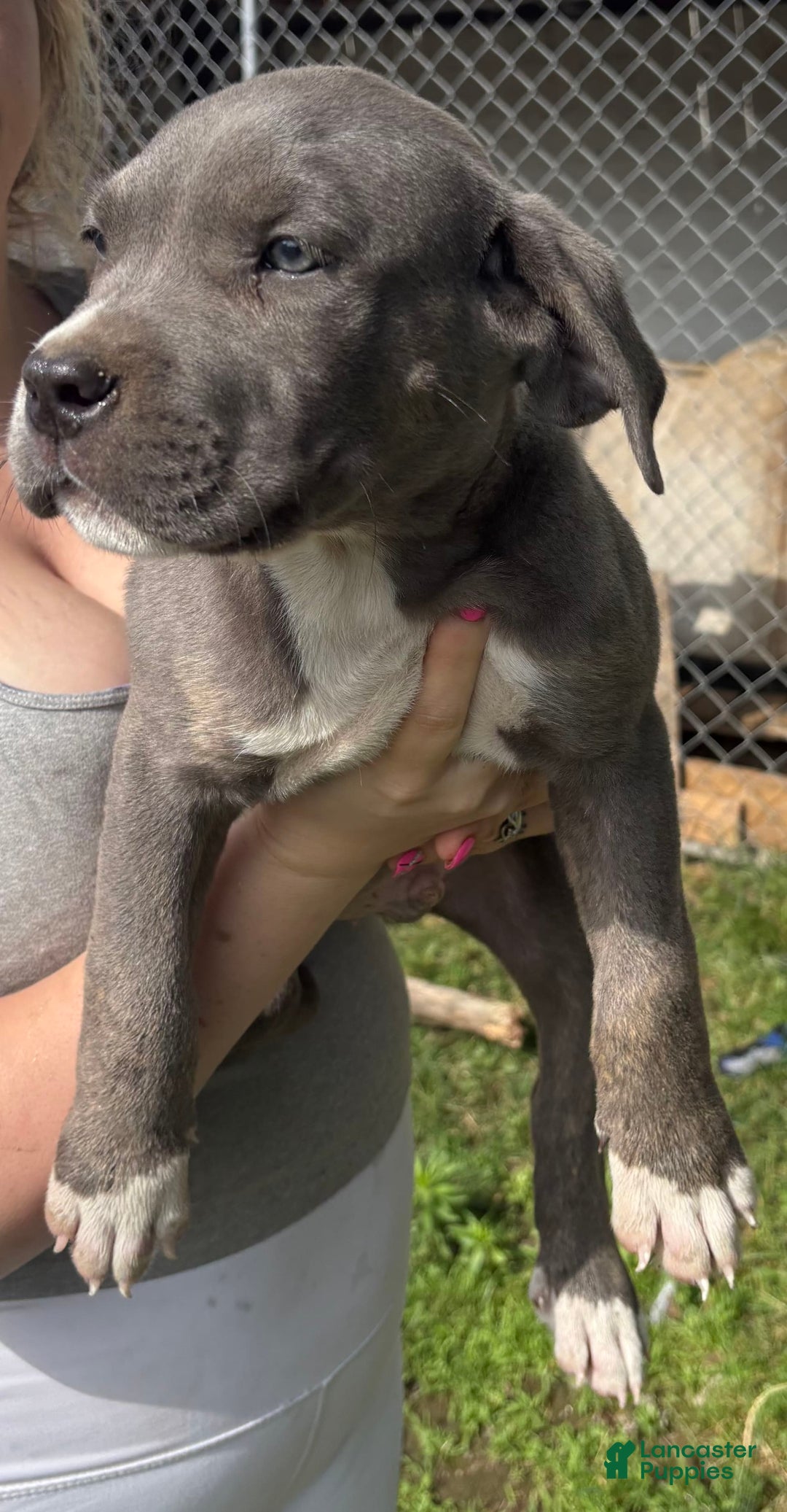 Cane Corso dogs for sale: Blue - Image 2