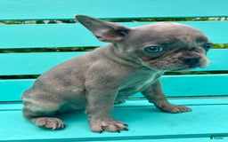 French Bulldog dogs for sale: Luna - Image 28