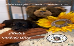 Mini Bernedoodle dogs for sale: Aelas White Boy - Image 16