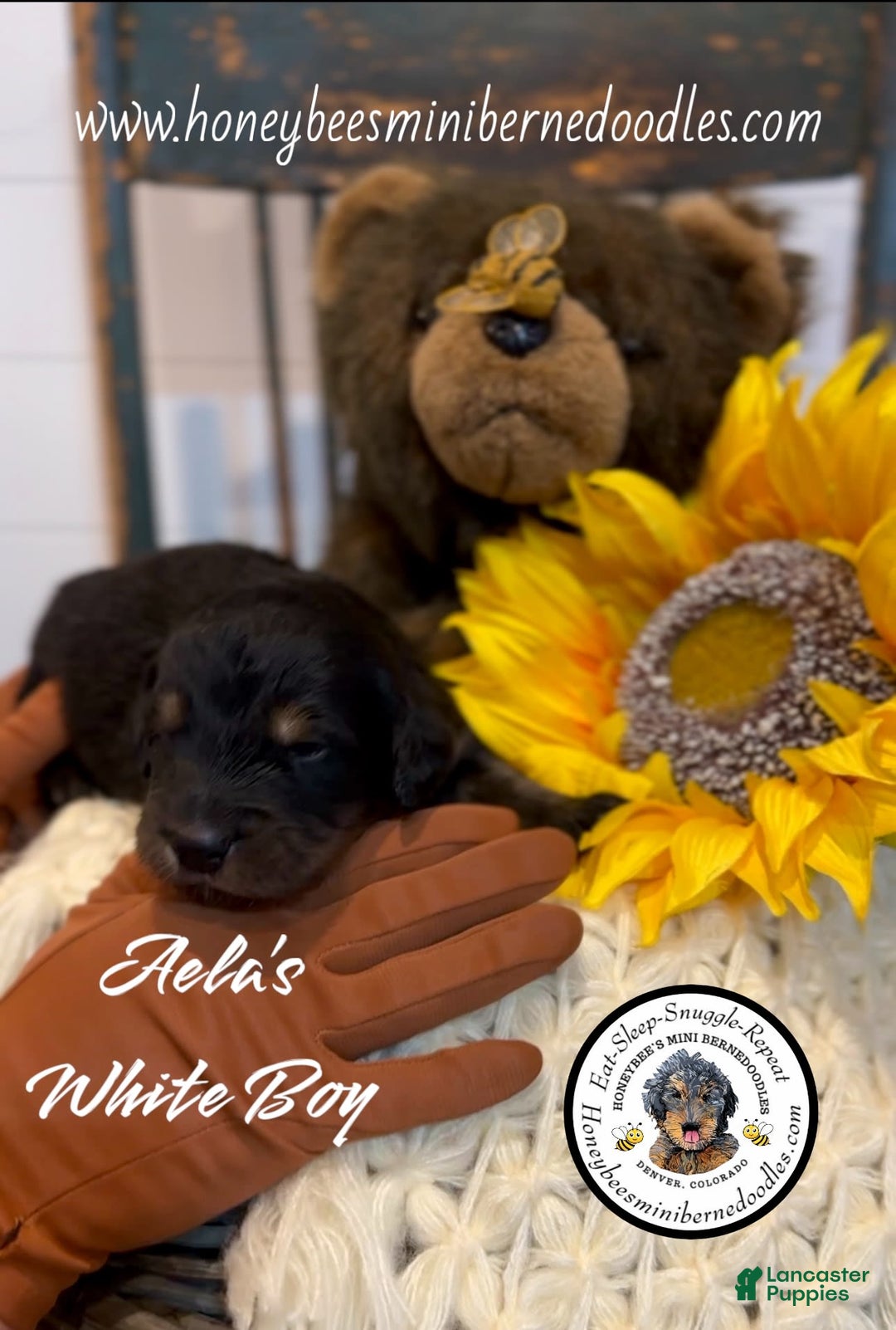 Mini Bernedoodle dogs for sale: Aelas White Boy - Image 16