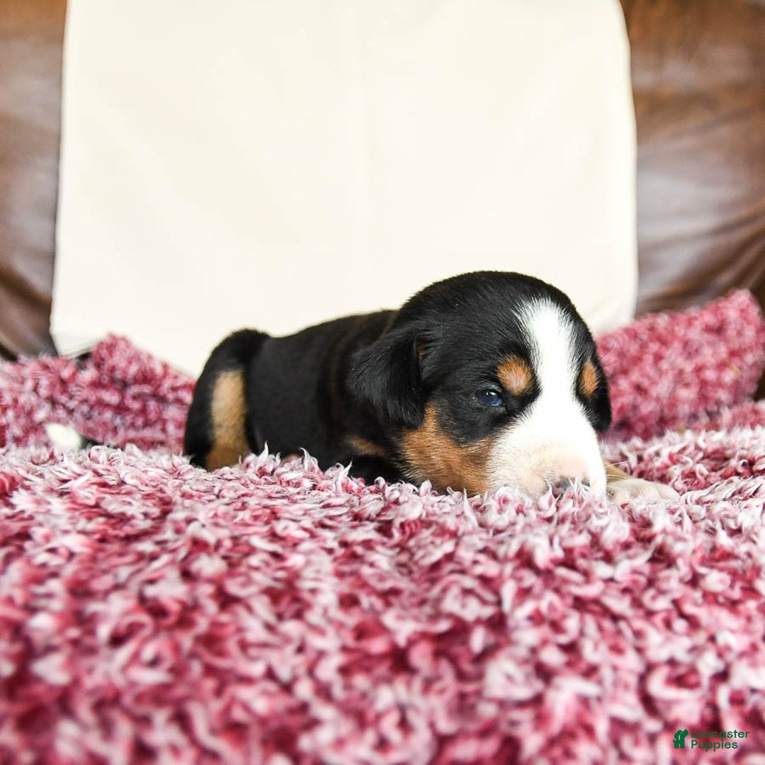 Greater Swiss Mountain Dog dogs for sale: Gemma - Image 8