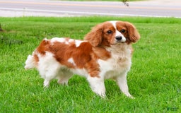Cavalier King Charles Spaniel dogs for sale: Keisha - Image 1