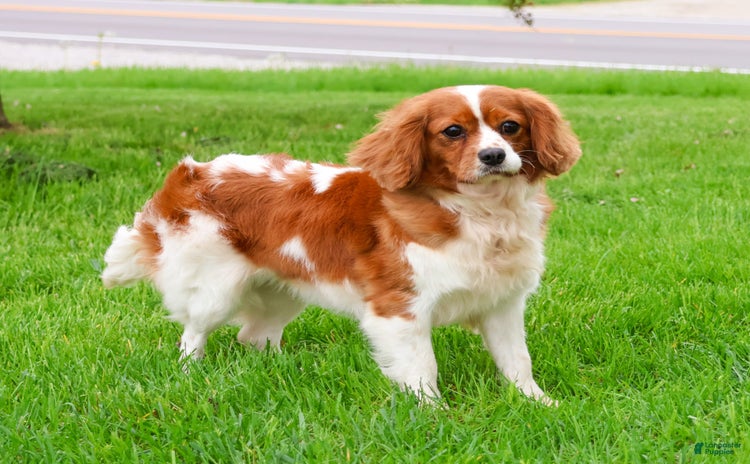Cavalier King Charles Spaniel dogs for sale - Ad 1