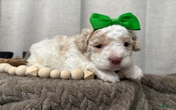 Cavapoo dogs for sale: Biscotti - Image 2