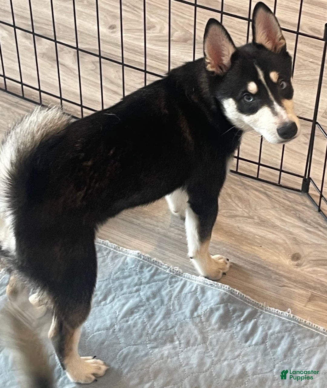 Alaskan Klee Kai dogs for sale: Naymeria - Image 13