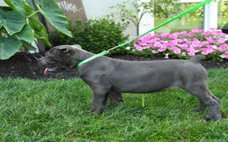 Cane Corso dogs for sale: Olivia - Image 4