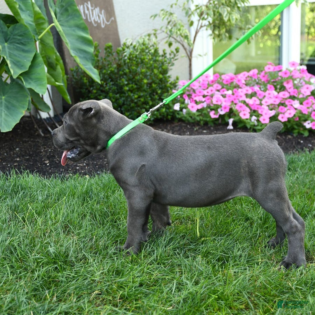 Cane Corso dogs for sale: Olivia - Image 4