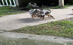 Miniature Australian Shepherd dogs for sale: F-purple - Image 11