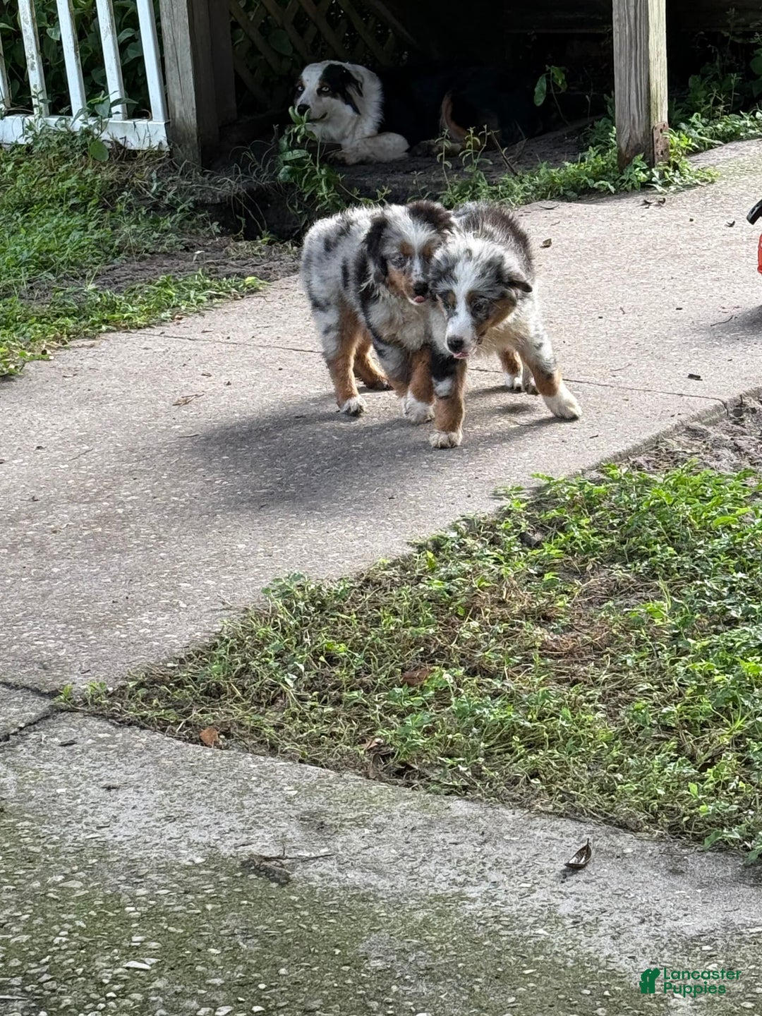 Miniature Australian Shepherd dogs for sale: F-purple - Image 11